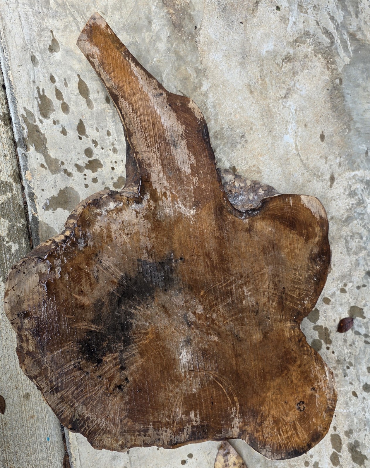 Exotic Teak Burl. 27 X 19.5 X 2.25″ Nice Figure. Great For Resin/End Table.