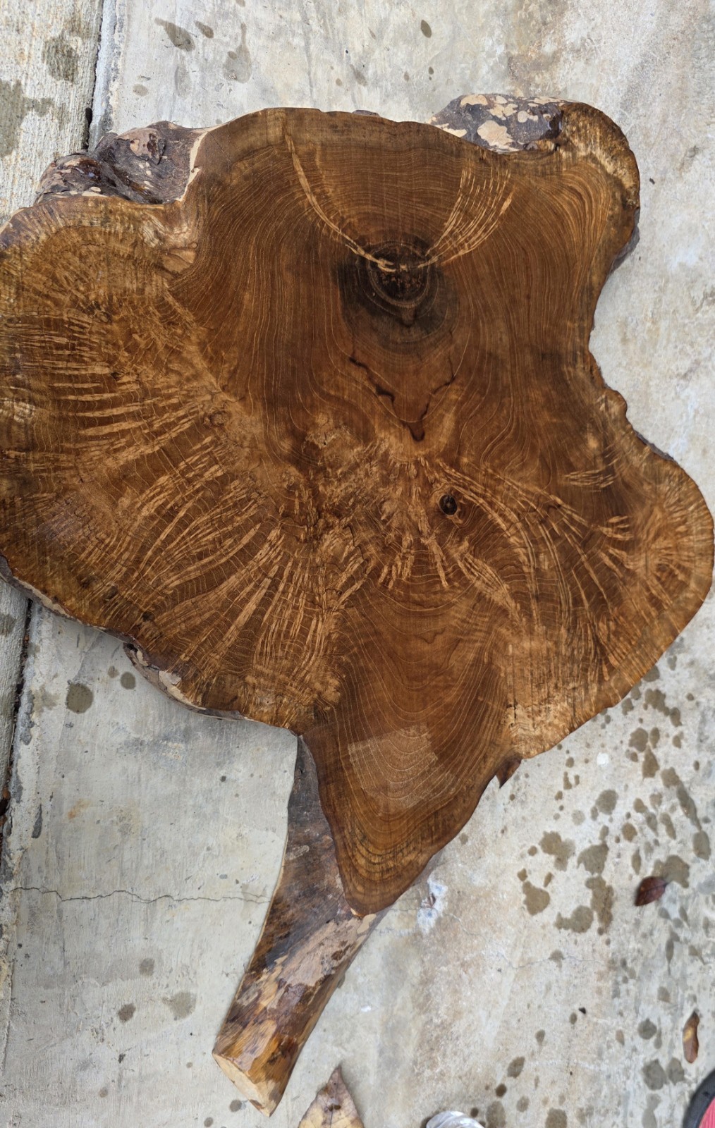 Exotic Teak Burl. 27 X 19.5 X 2.25″ Nice Figure. Great For Resin/End Table.